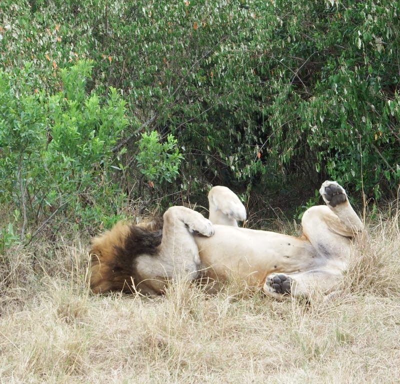 3 days Serengeti, Ngorongoro3 days Serengeti, Ngorongoro