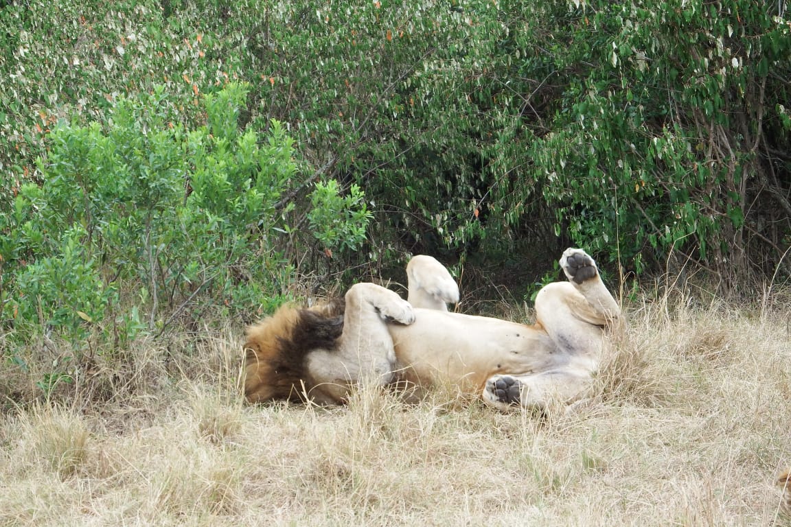 3 days Serengeti, Ngorongoro3 days Serengeti, Ngorongoro