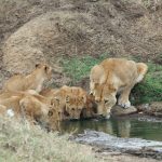 6 Days, 5 Nights in Tanzania